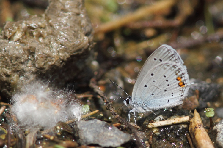 IMG_1002 Short-tailed Blue.JPG